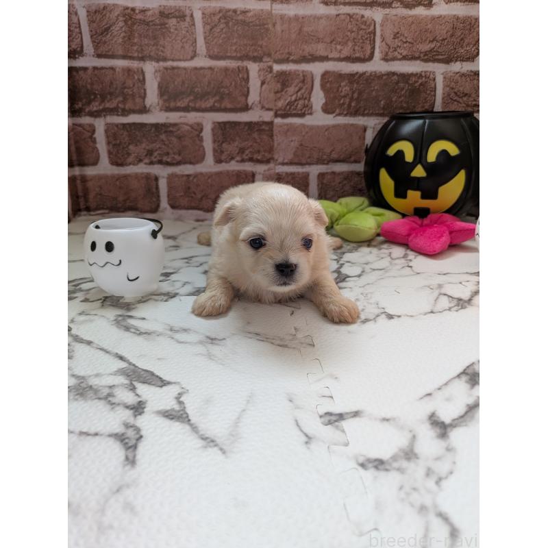 販売中の茨城県のミックス犬-423902の2枚目