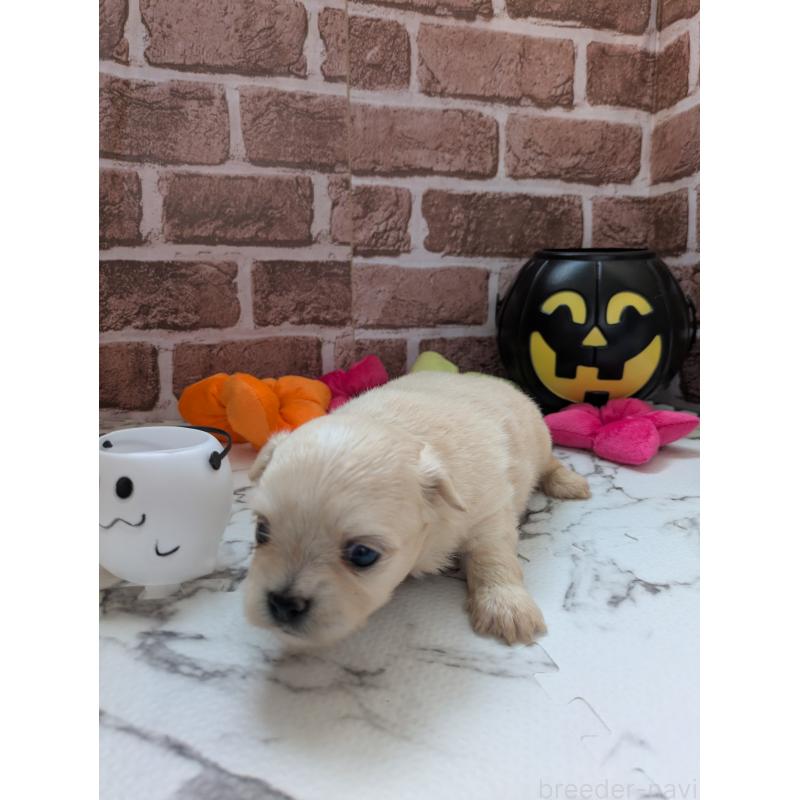 販売中の茨城県のミックス犬-423903の3枚目