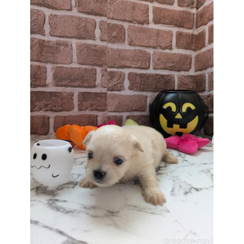 販売中の茨城県のミックス犬-423903の2枚目