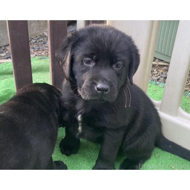 成約済の静岡県のラブラドールレトリーバー-422300の23枚目