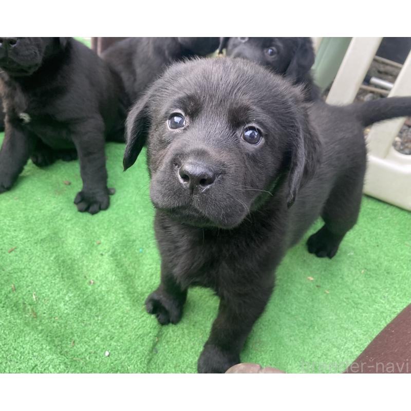販売中の静岡県のラブラドールレトリーバー-422302