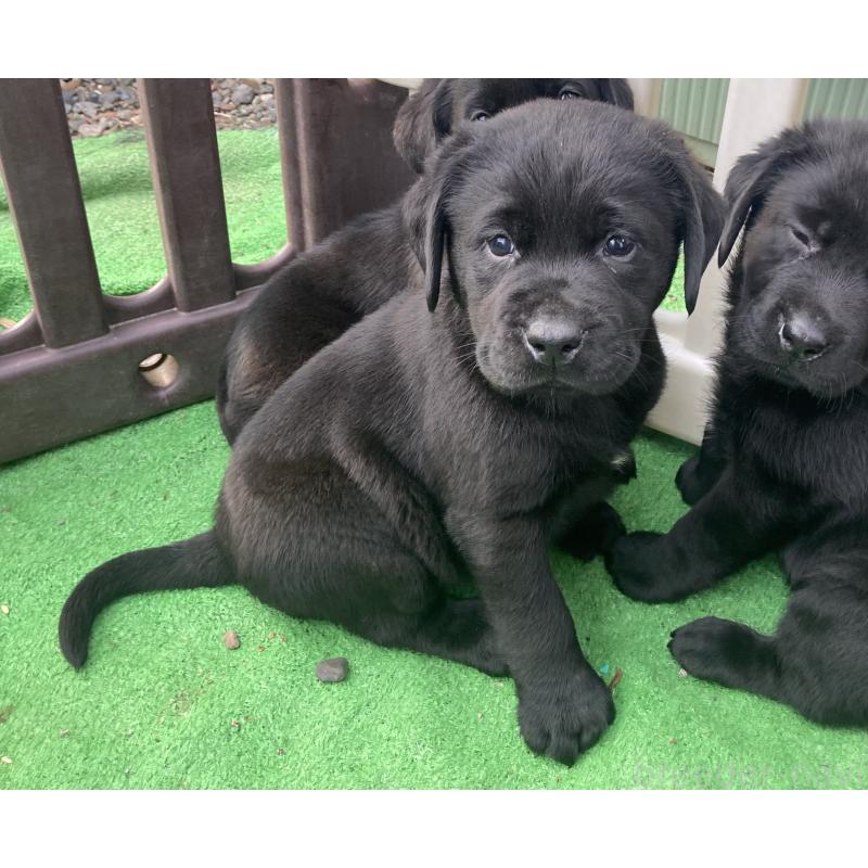 販売中の静岡県のラブラドールレトリーバー-422298