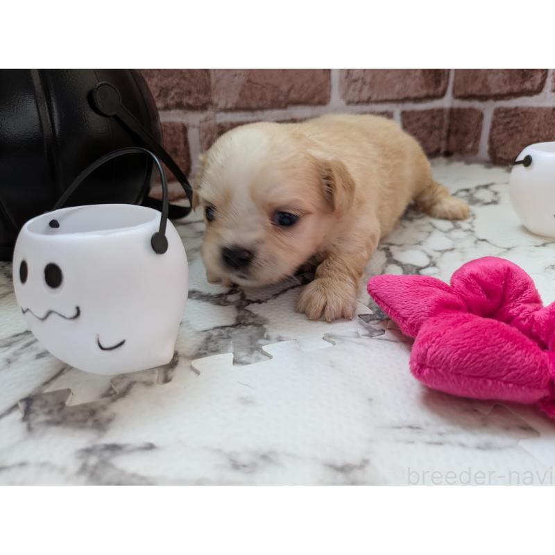 販売中の茨城県のミックス犬-423904の3枚目