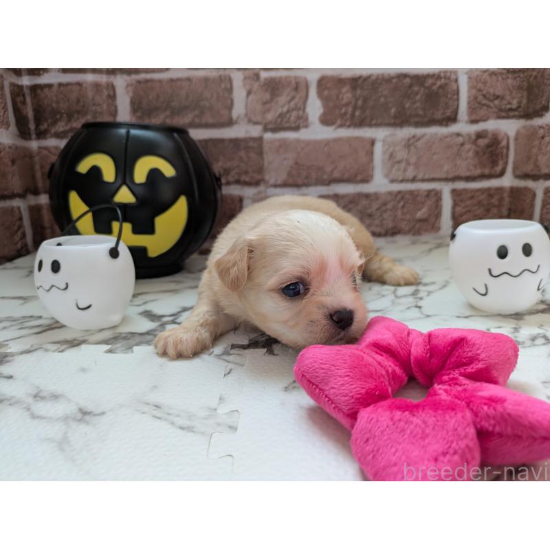 販売中の茨城県のミックス犬-423904の2枚目