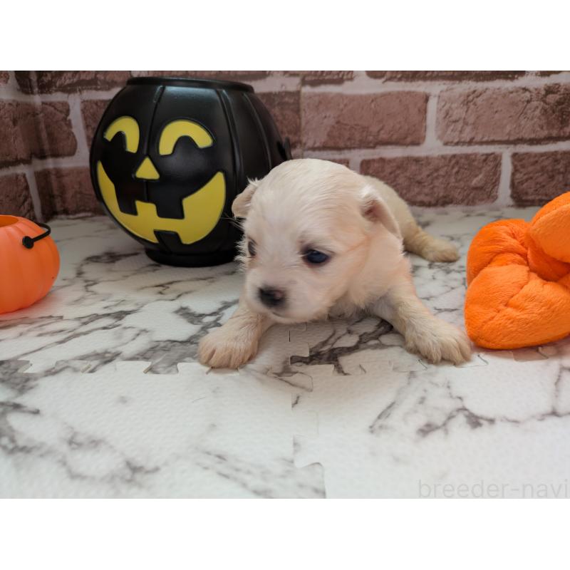 販売中の茨城県のミックス犬-423905の3枚目