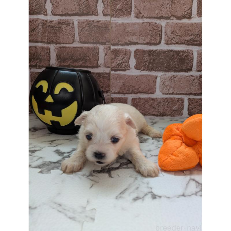 販売中の茨城県のミックス犬-423905の2枚目