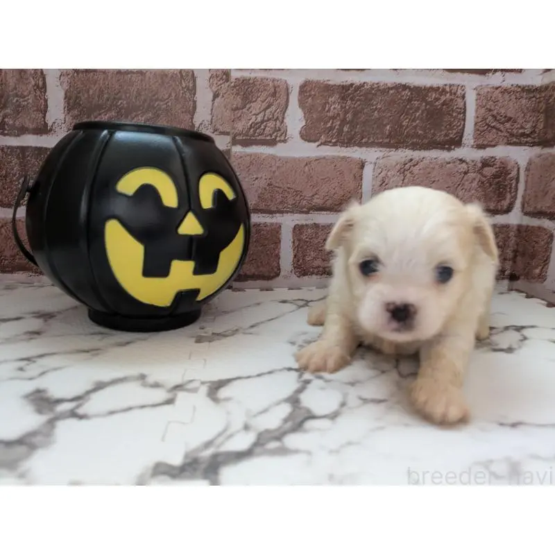 販売中の茨城県のミックス犬-423906の3枚目