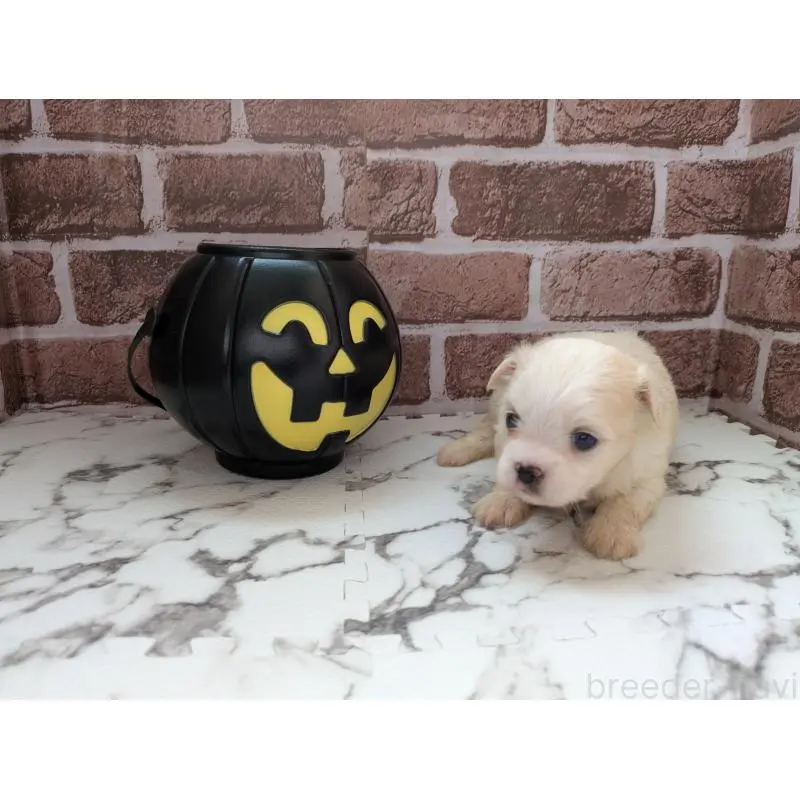 販売中の茨城県のミックス犬-423906の2枚目