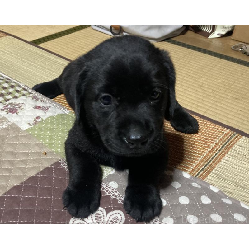 販売中の静岡県のラブラドールレトリーバー-422297