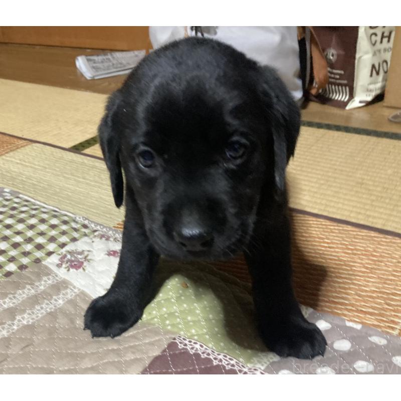 販売中の静岡県のラブラドールレトリーバー-422297の11枚目
