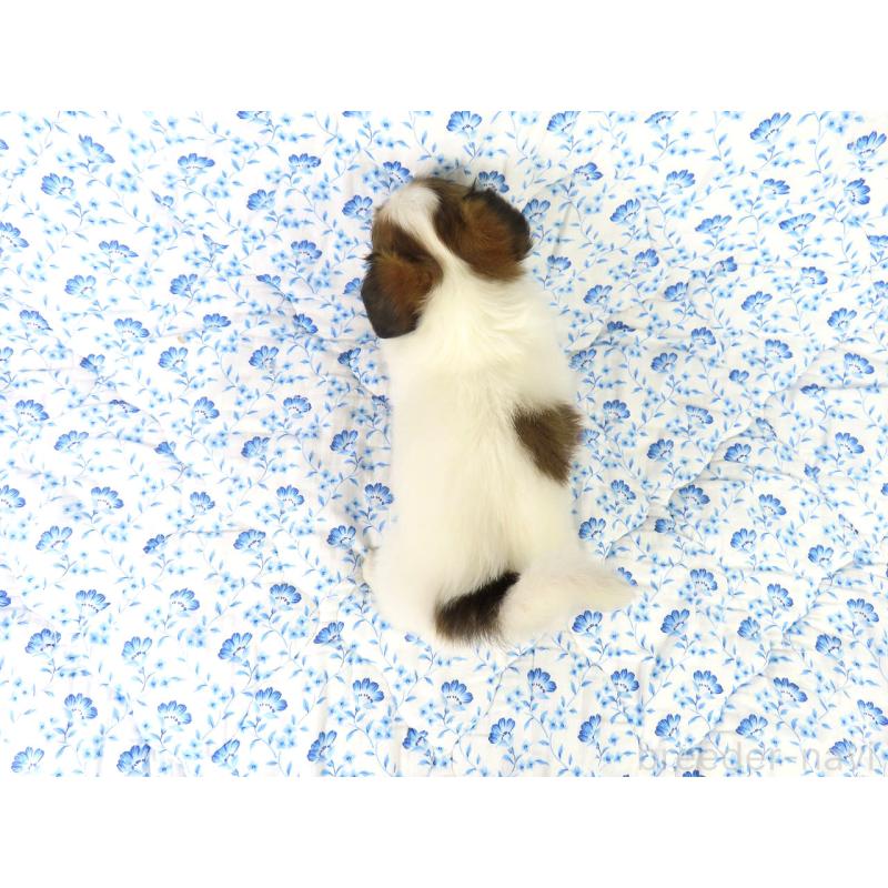 成約済の千葉県のパピヨン-421327の5枚目