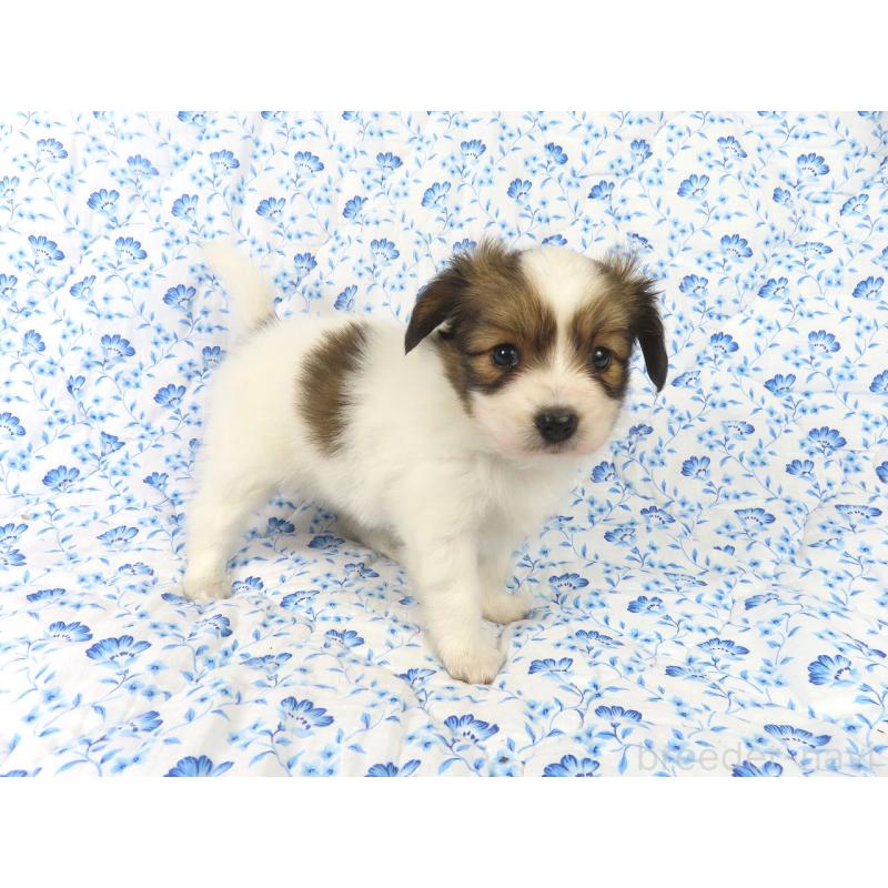 成約済の千葉県のパピヨン-421327の4枚目