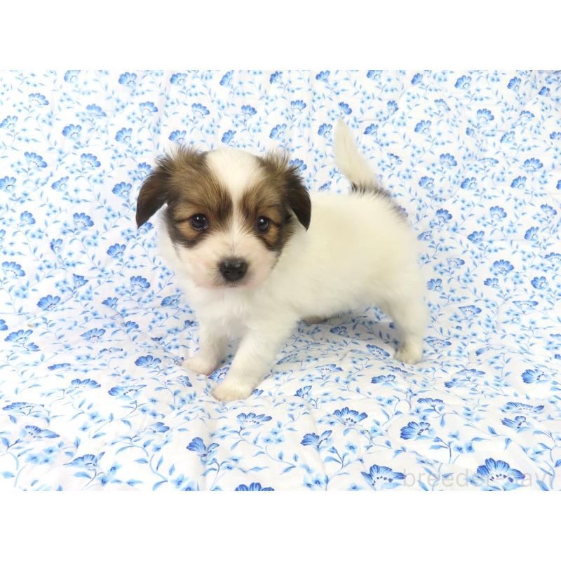 成約済の千葉県のパピヨン-421327の3枚目