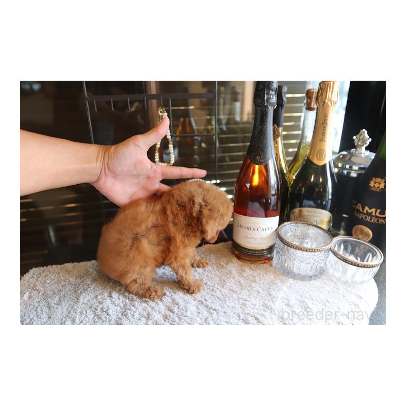 販売中の埼玉県のティーカッププードル-423907の4枚目