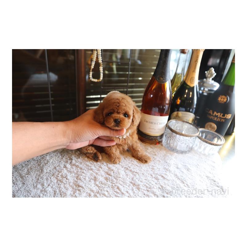 販売中の埼玉県のティーカッププードル-423907の5枚目