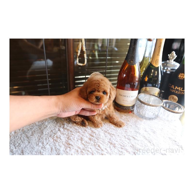 販売中の埼玉県のティーカッププードル-423907の2枚目