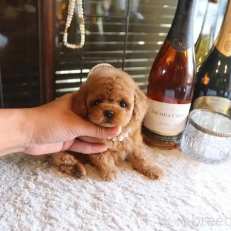 販売中の埼玉県のティーカッププードル-423907の1枚目