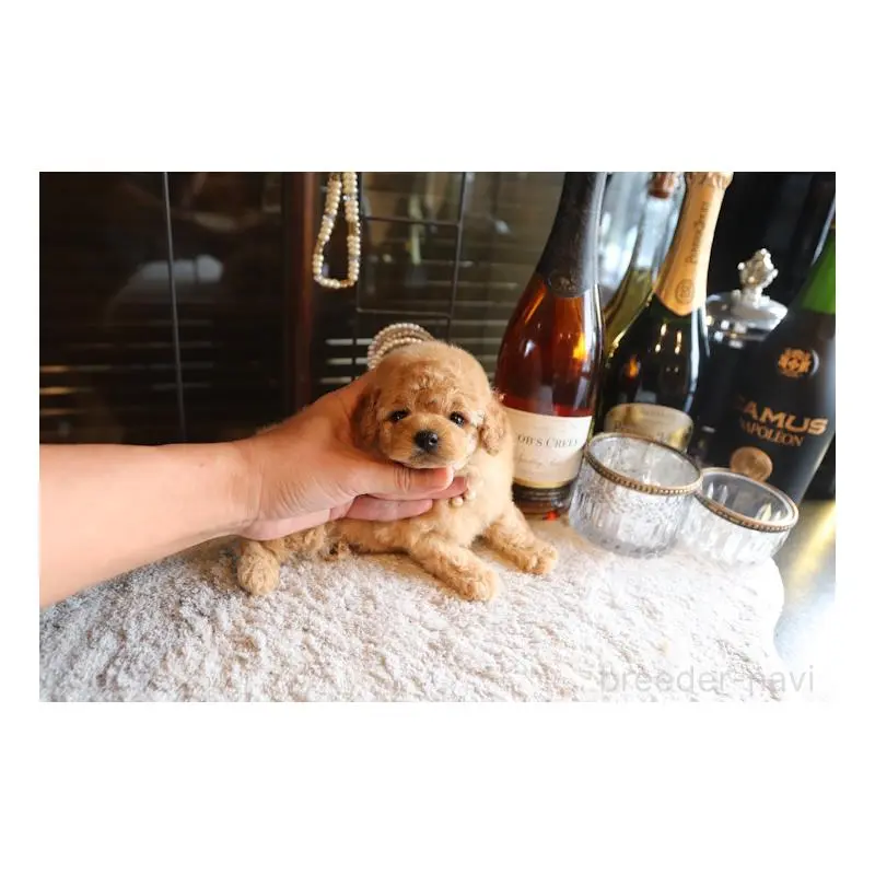 販売中の埼玉県のティーカッププードル-423910の3枚目