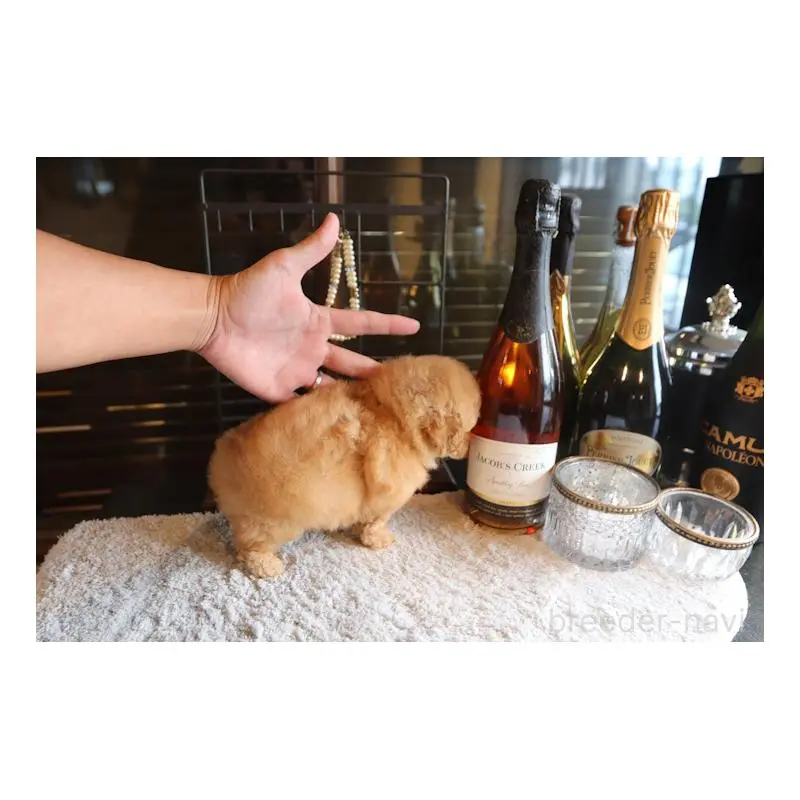 販売中の埼玉県のティーカッププードル-423910の4枚目