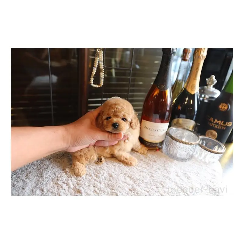 販売中の埼玉県のティーカッププードル-423910の2枚目