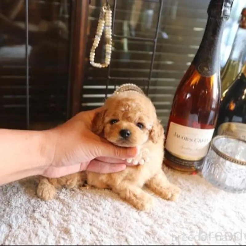 販売中の埼玉県のティーカッププードル-423910の1枚目