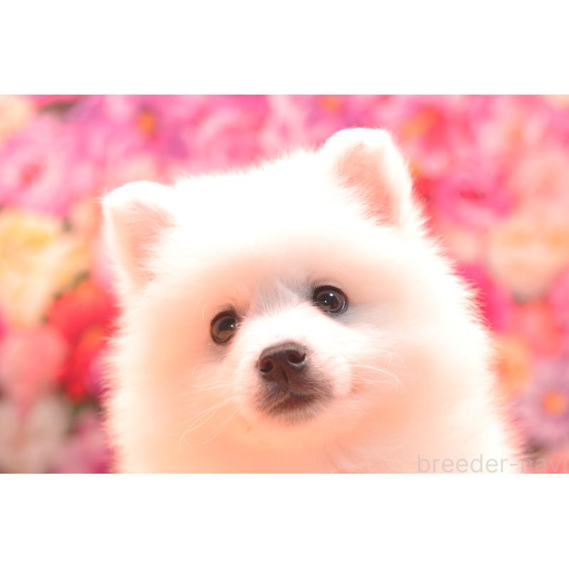 成約済の茨城県の日本スピッツ-420865の3枚目