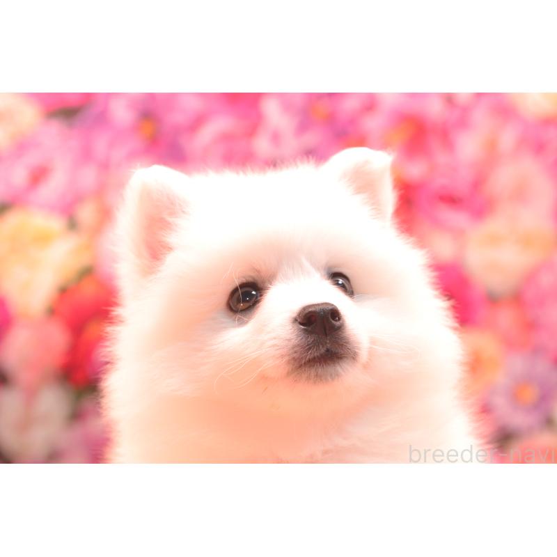 成約済の茨城県の日本スピッツ-420865の2枚目