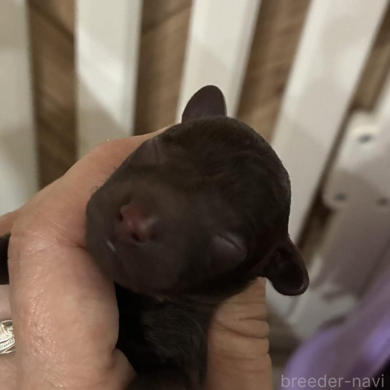 販売中の千葉県のトイプードル-423911