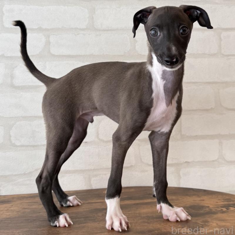 販売中の大阪府のイタリアングレーハウンド(イタグレ)-417417