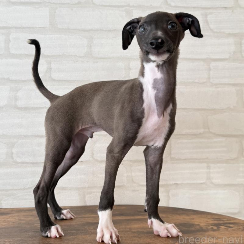 商談中の大阪府のイタリアングレーハウンド(イタグレ)-417417の7枚目