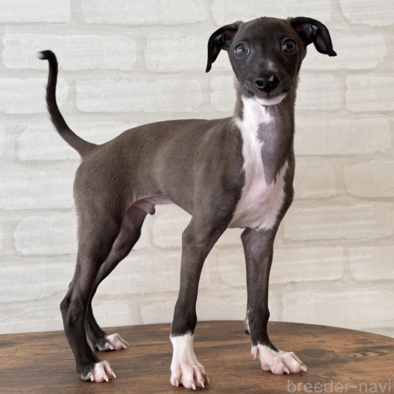 商談中の大阪府のイタリアングレーハウンド(イタグレ)-417417の6枚目