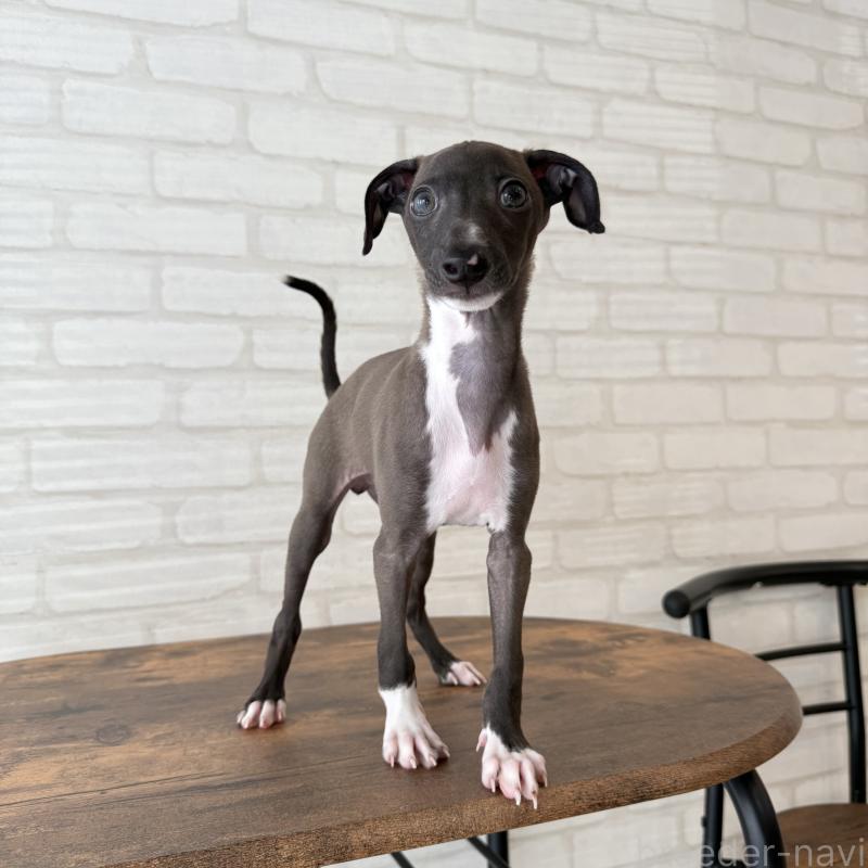 商談中の大阪府のイタリアングレーハウンド(イタグレ)-417417の5枚目