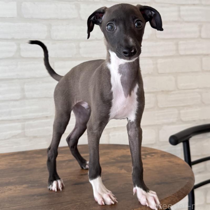 商談中の大阪府のイタリアングレーハウンド(イタグレ)-417417の4枚目