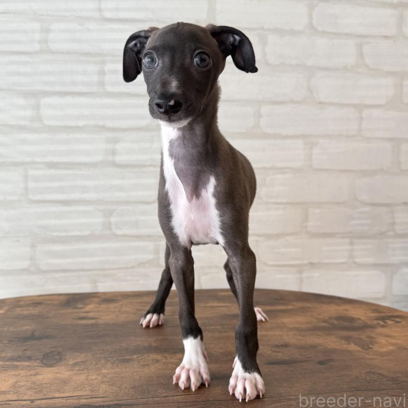 商談中の大阪府のイタリアングレーハウンド(イタグレ)-417417の3枚目