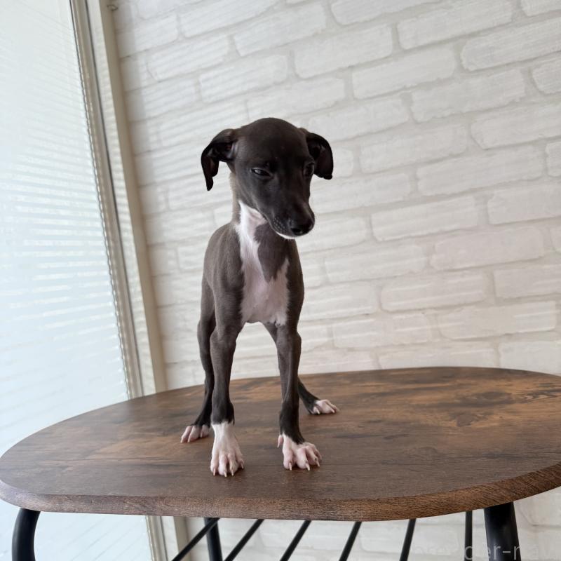 商談中の大阪府のイタリアングレーハウンド(イタグレ)-417417の2枚目
