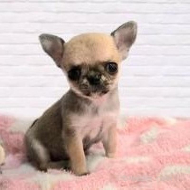 販売中の東京都のチワワ(スムースコート)-423913の1枚目