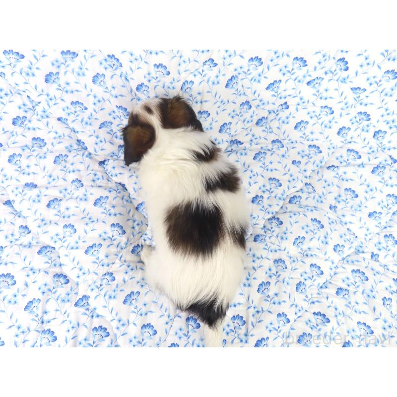 成約済の千葉県のパピヨン-421331の6枚目