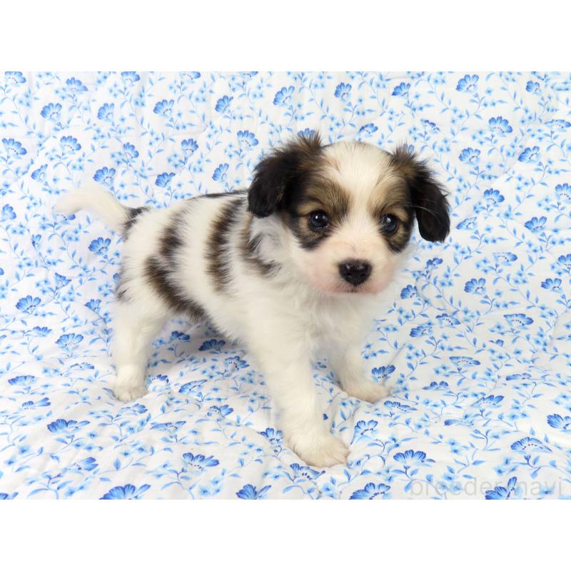 成約済の千葉県のパピヨン-421331の5枚目