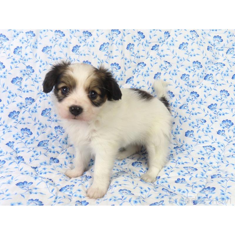 成約済の千葉県のパピヨン-421331の4枚目