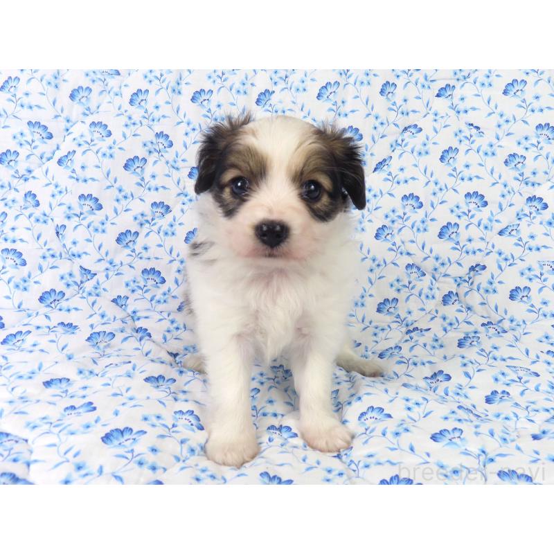 成約済の千葉県のパピヨン-421331の3枚目