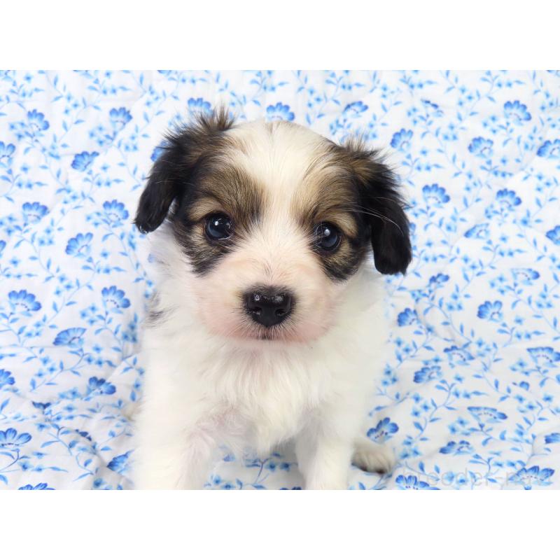 成約済の千葉県のパピヨン-421331の2枚目