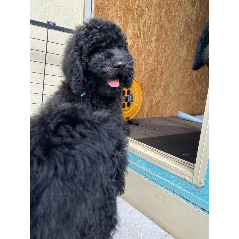 販売中の茨城県のスタンダードプードル-423917の7枚目