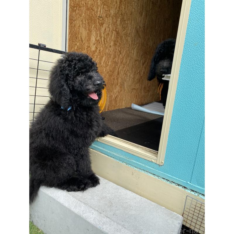 販売中の茨城県のスタンダードプードル-423917の6枚目