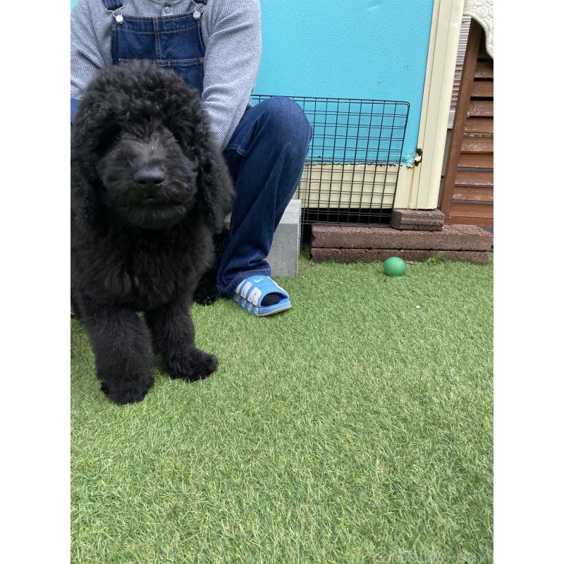 販売中の茨城県のスタンダードプードル-423917の5枚目