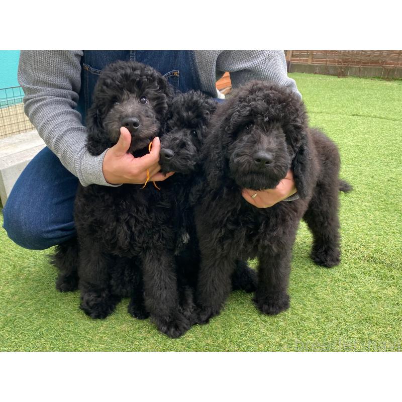販売中の茨城県のスタンダードプードル-423917の4枚目