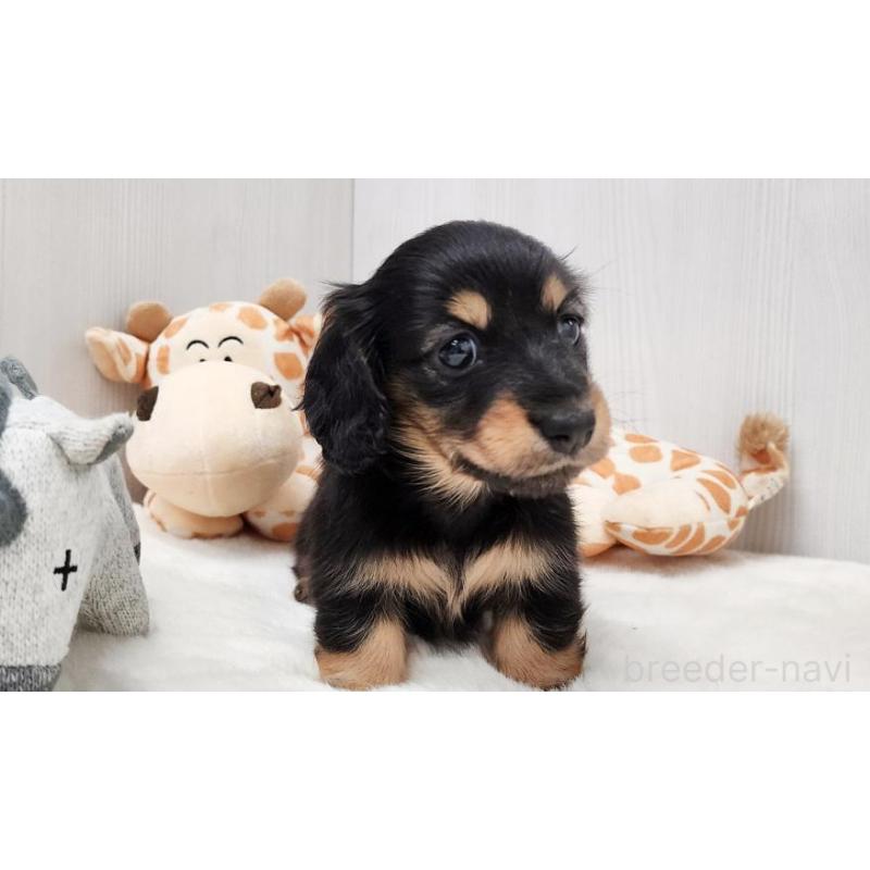 販売中の大阪府のミニチュアダックスフンド(ロングヘアード)-423915の5枚目