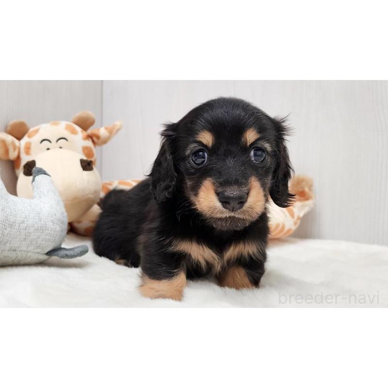 販売中の大阪府のミニチュアダックスフンド(ロングヘアード)-423915の4枚目