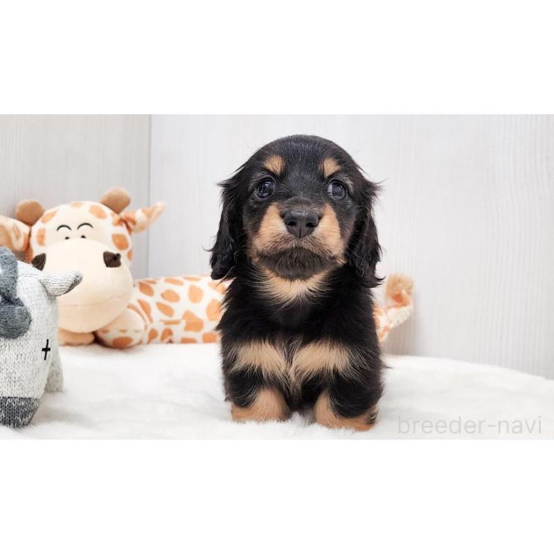 販売中の大阪府のミニチュアダックスフンド(ロングヘアード)-423915の3枚目