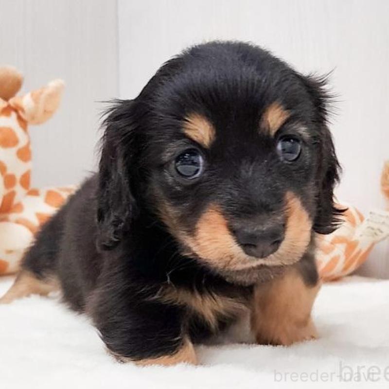 販売中の大阪府のミニチュアダックスフンド(ロングヘアード)-423915