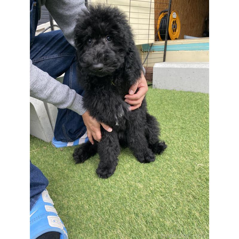 販売中の茨城県のスタンダードプードル-423919の6枚目